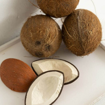 Mordedor coco the coconut